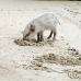 piglet_nusalavu_h_0705_0005.jpg